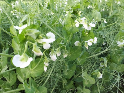 Eiweisserbsen in voller Blüte