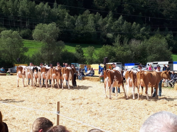 Verbandschau der Emmentaler Fleckviehzüchter