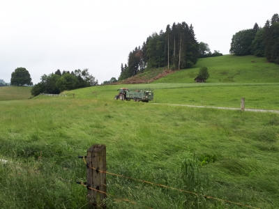 Gusti und Rinder vom Talbetrieb nach Alpiglen