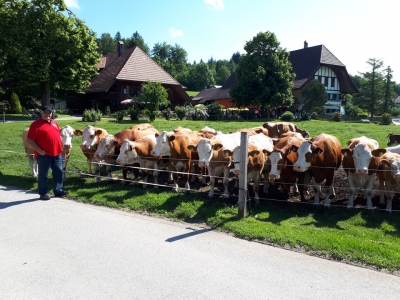 Mutterkuhherde der Familie Bernhard